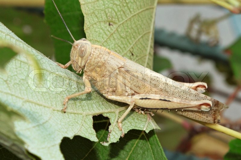 Locusts eating grape leaves Stock Photo Colourbox