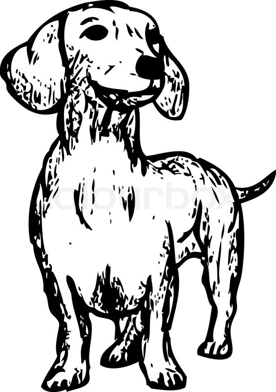 Ein Dackel auf Hintergrund | Vektorgrafik | Colourbox