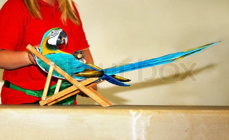 Blaue und gelbe Papagei entspannt auf | Stock Bild | Colourbox