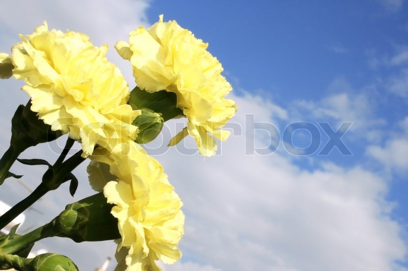 Yellow carnations on the sky background | Stock image | Colourbox