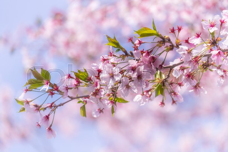 Branches of cherry blossom is blooming Stock image Colourbox
