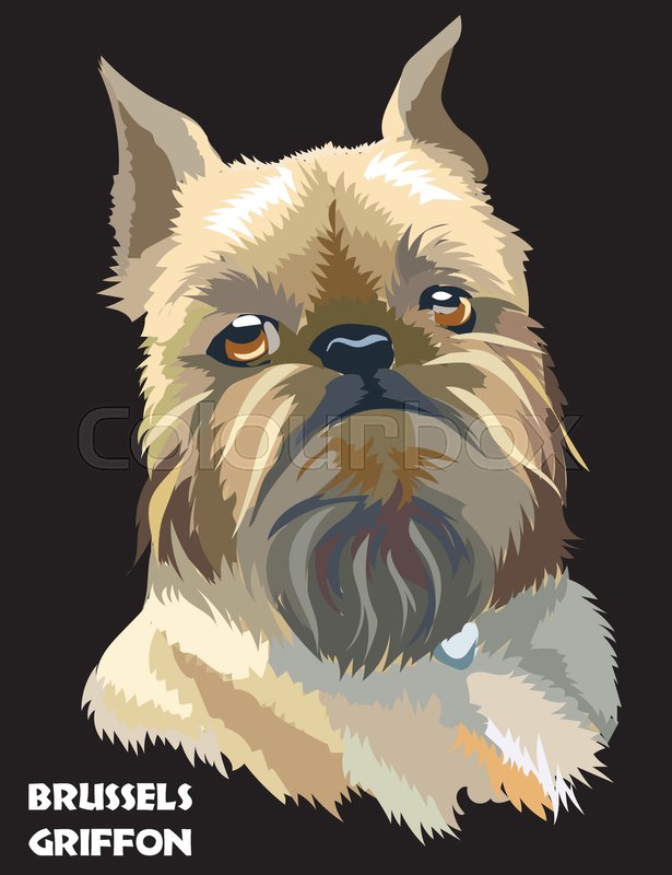 Colored Brussels Griffon Vector Stock Vector Colourbox