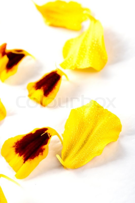 Marigold flowers petals isolated on a Stock image Colourbox