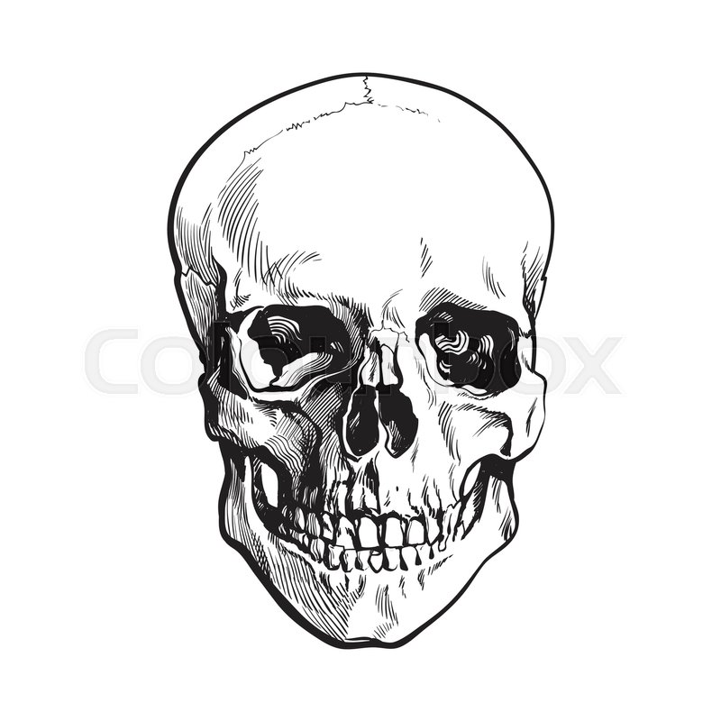realistic front view hand drawing of human skull stock vector colourbox