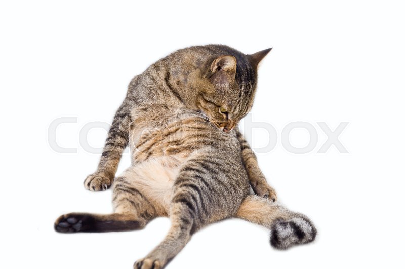 Cat cleaning itself for hygiene on Stock image Colourbox