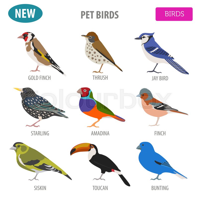 finch breeds pictures