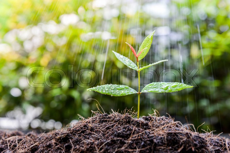 Growing plant on the soil in the rain Stock image Colourbox