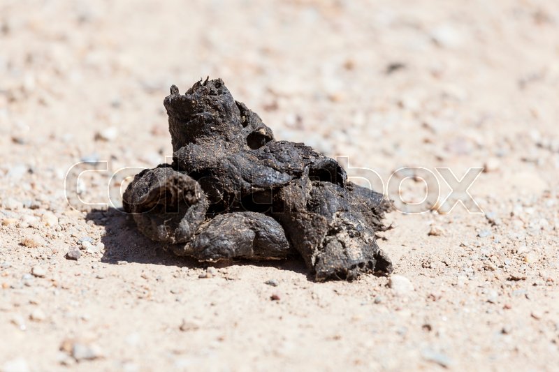 Closeup Of A Pile Of Dog Poop On The Stock Image Colourbox Closeup Of A Pile Of Dog Poop On The Stock Image Colourbox