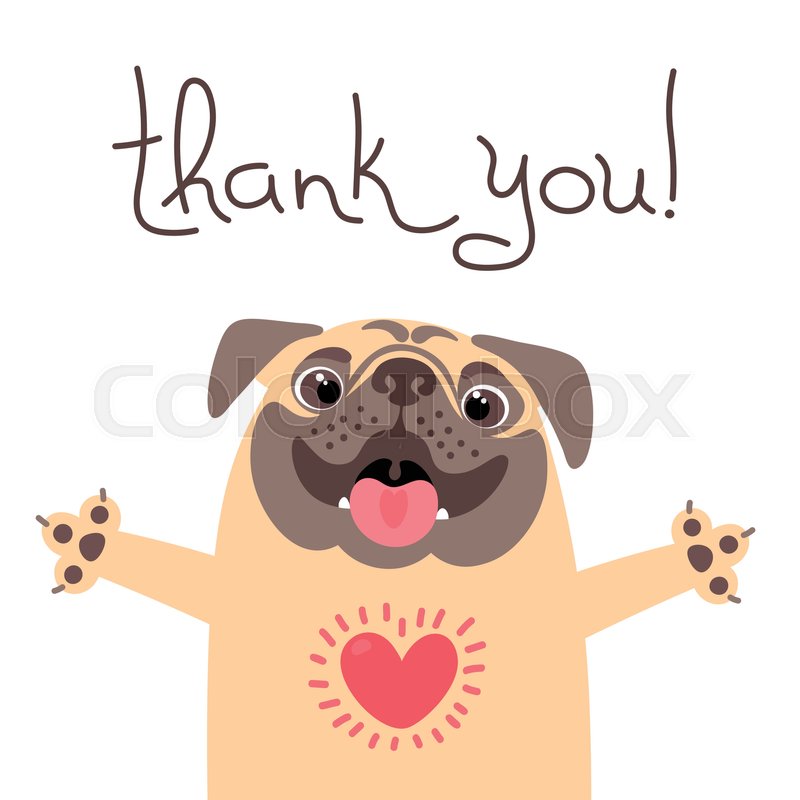 cute dog says thank you pug with heart full of gratitude vector