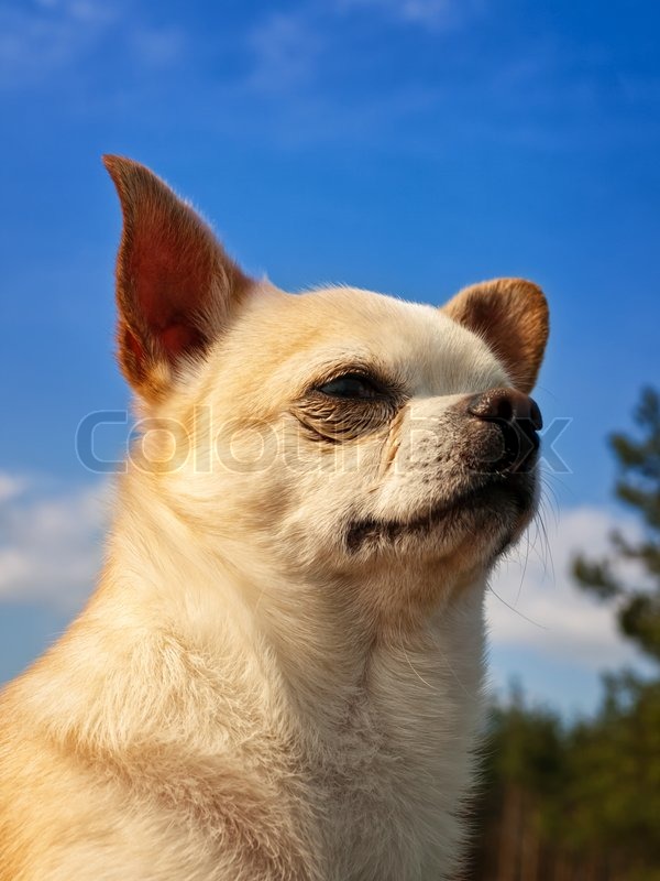 Portrait der Chihuahua über den blauen Stock Bild Colourbox