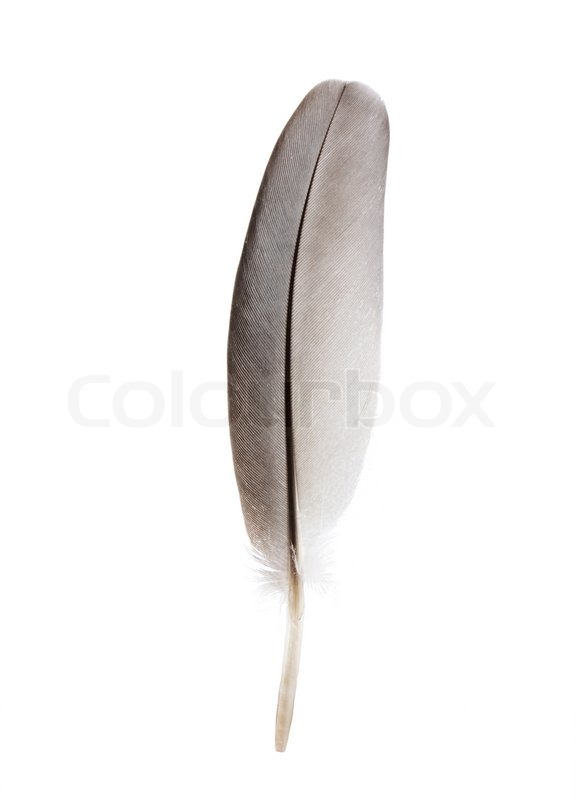 Beyond The White Feather The Unexpected Character Of Doves - jk6xjto