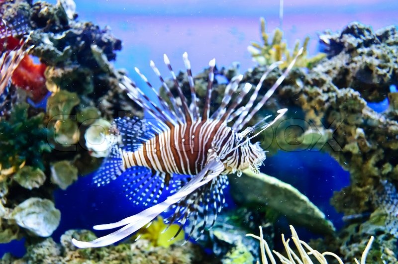 exotic marine fish