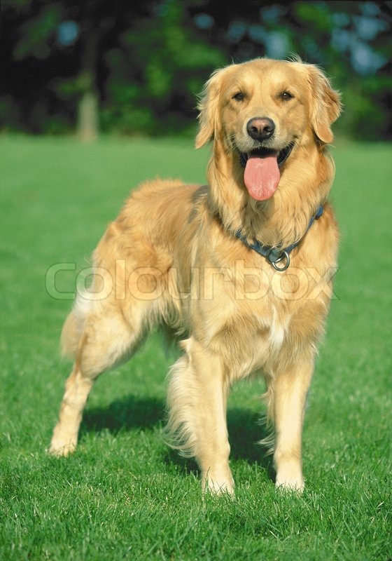 golden retriever that stays golden retriever stay on a green field stock photo colourbox golden retriever that stays golden retriever stay on a green field stock photo colourbox