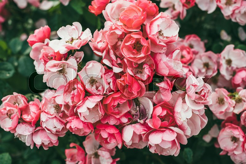 Small pink roses on garden plant Stock image Colourbox
