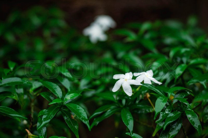 flowers to green nature in rainy season stock photo colourbox