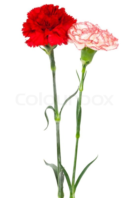 Red and white carnations on a white background | Stock Photo | Colourbox