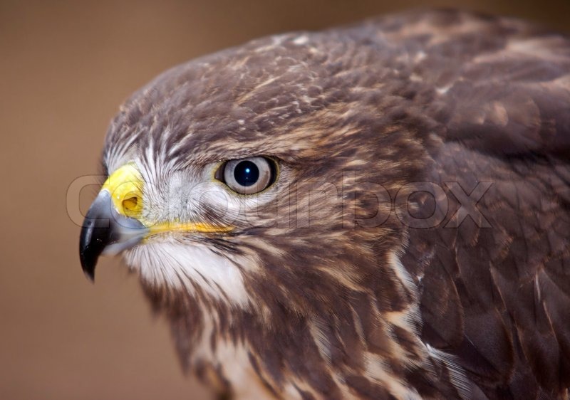Head of the buzzard European buzzard bird of prey Stock Photo