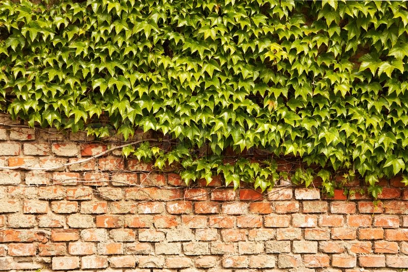 Ivy wall - rambling plant on a brick wall | Stock Photo | Colourbox