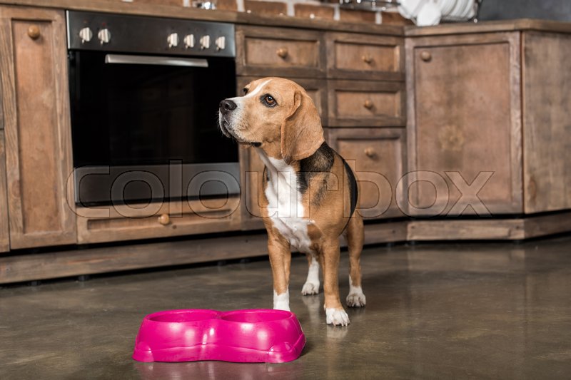 hungry beagle