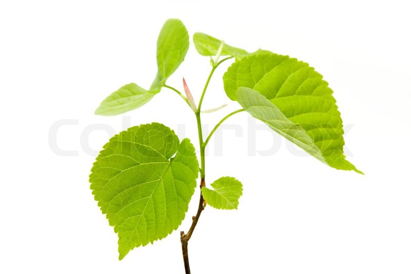 Lime tree leaves on white background | Stock image | Colourbox