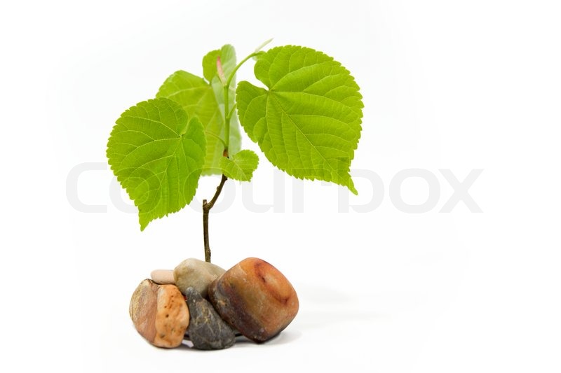 Lime tree on white background | Stock image | Colourbox