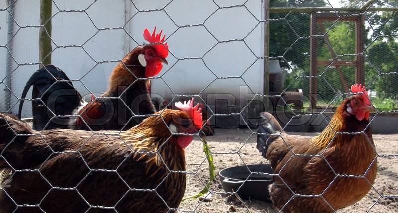 Brune Høns og Hane i hønsegård | Stock foto | Colourbox