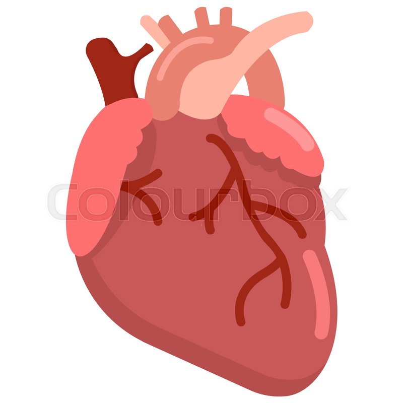 Human heart organ icon, vector | Stock vector | Colourbox