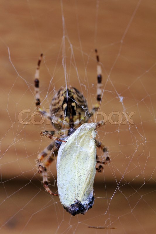 Schwarze Jamaika-Mädchen mit großer Muschi Bilder von großer Beute