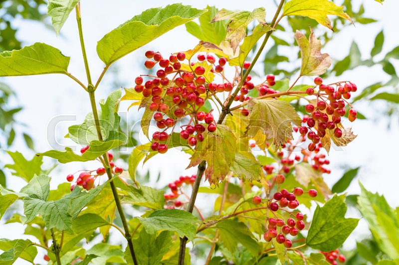 Red Fruits Of Viburnum Plant Viburnum Stock Image Colourbox