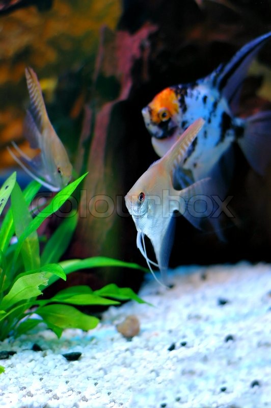 Two angelfish in the aquarium | Stock image | Colourbox