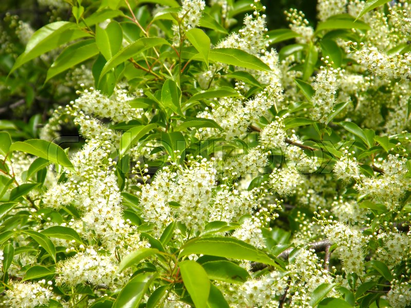 Flowers on the laurel tree. Very Stock image Colourbox