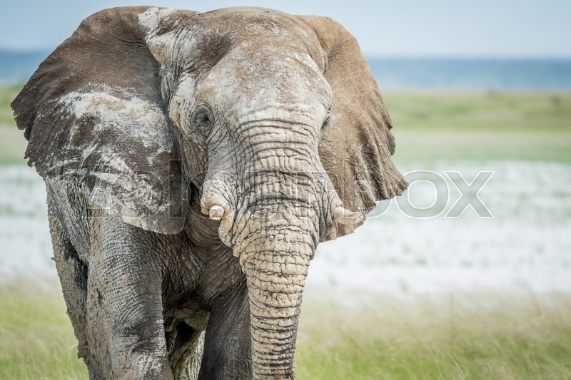 Big Elephant Bull Walking Towards The Stock Image Colourbox