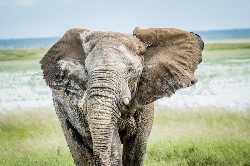 Big Elephant Bull Walking Towards The Stock Image Colourbox