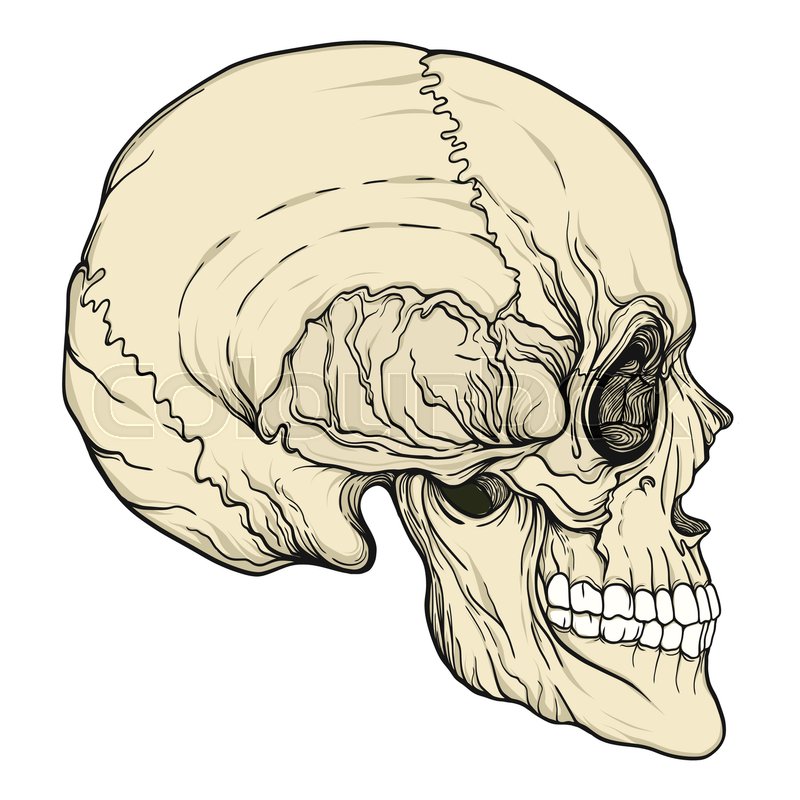 Human Skull Realistic Hand Drawing Stock Vector Colourbox