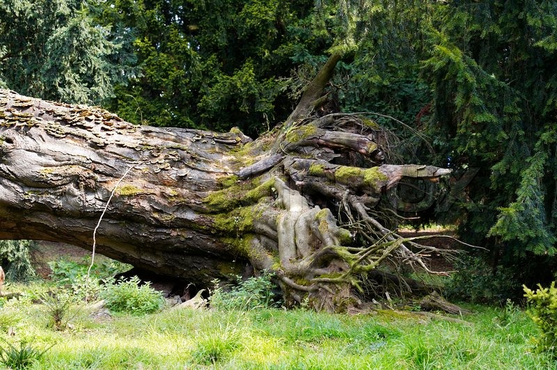 Roots Of Uprooted Tree Roots Of Uprooted Tree