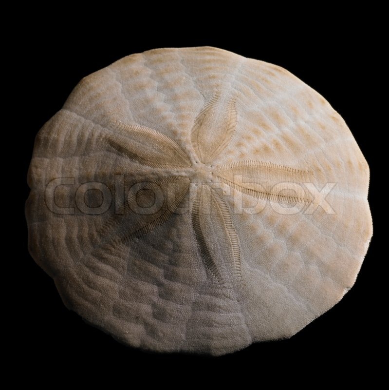 Download Closeup shot of a sanddollar a flat sea ... | Stock Photo ... Yellowimages Mockups