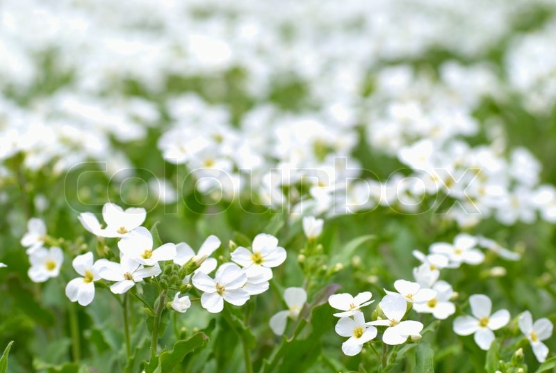 field of white flowers