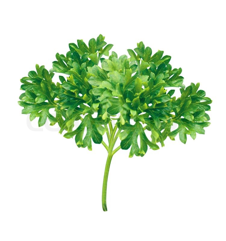 Beautiful parsley herb isolated on Stock image Colourbox