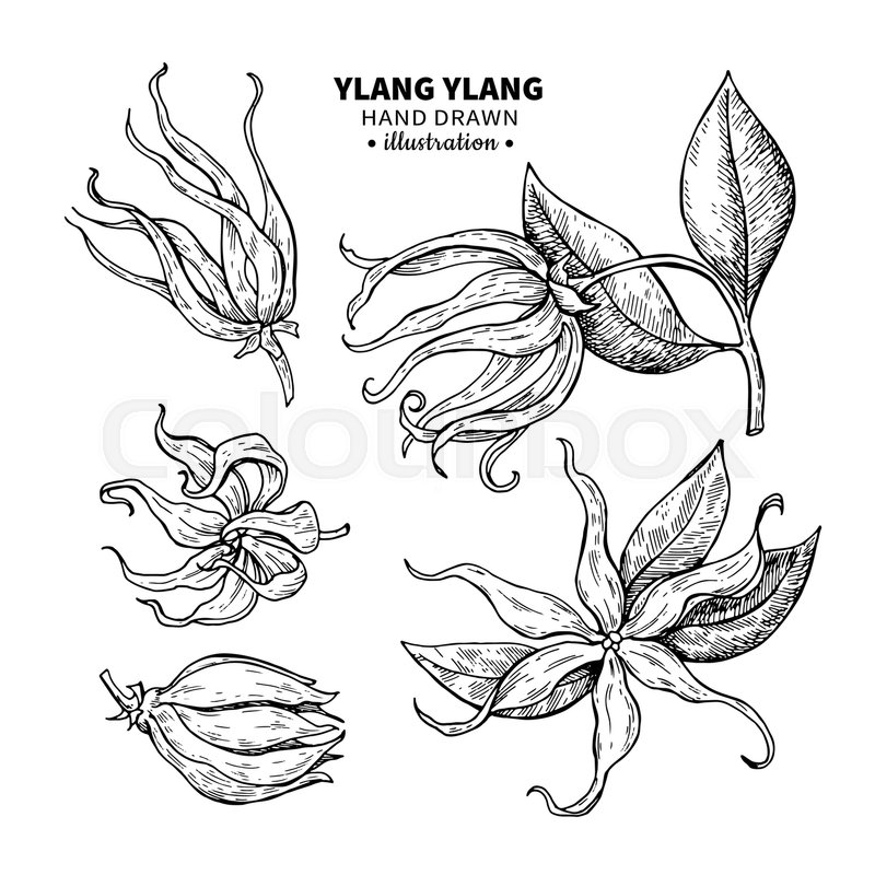 Ylang ylang vector drawing set. Stock Vector Colourbox