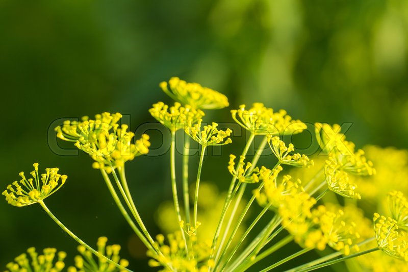 Bright dill flower closeup. Dills Stock image Colourbox