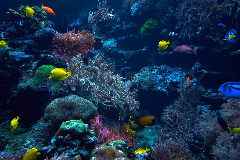 underwater background underwater scene underwater world christmas scene pictures