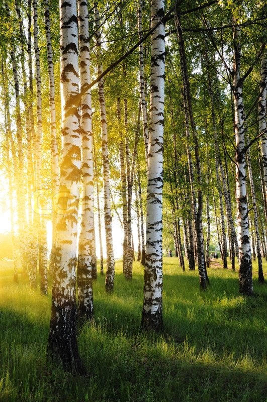 Panoramic Birch Tree Forest