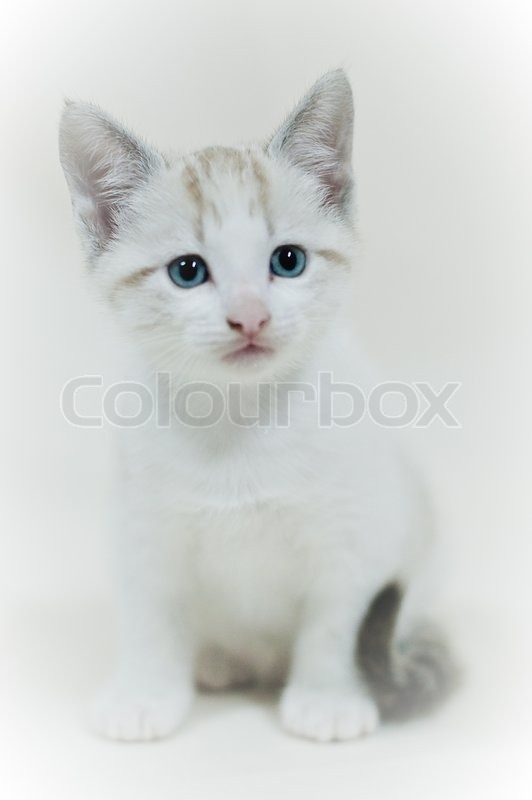 Cute baby white cat on a white ... | Stock image | Colourbox