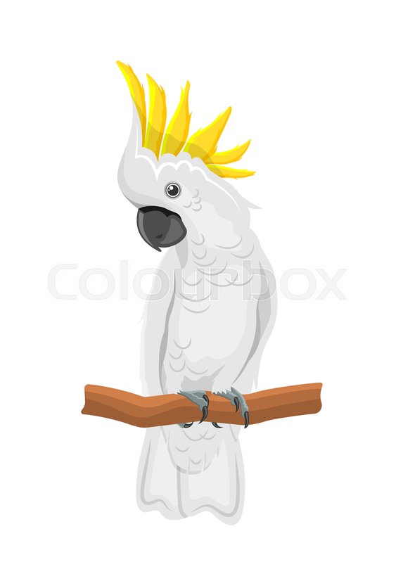 White Cockatoo Parrot On Branch Stock Vector Colourbox