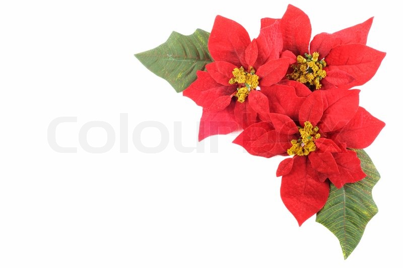 christmas poinsettias border