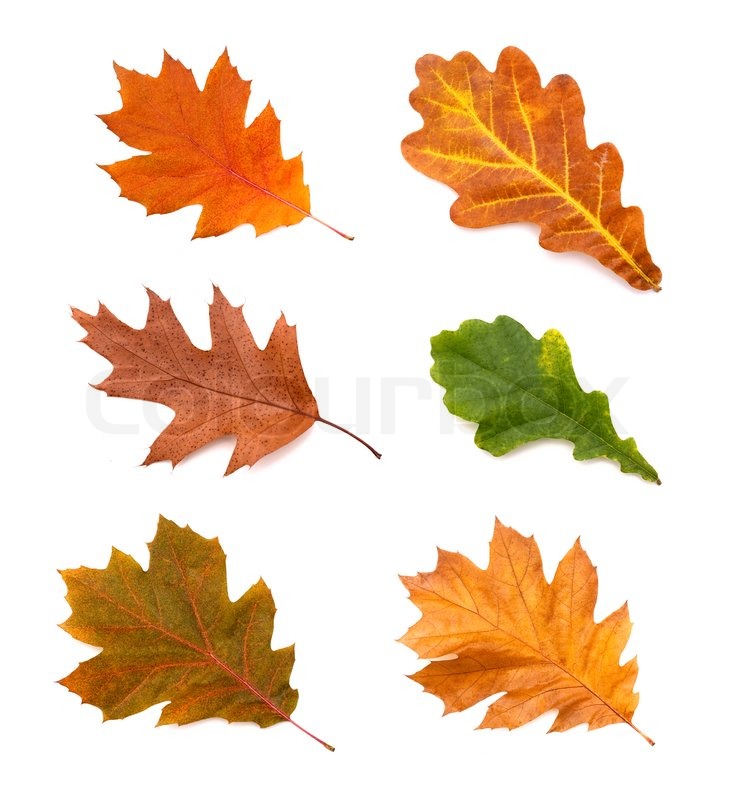 collection autumn leaves of