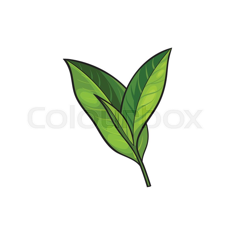 Vector Sketch Cartoon Style Green Tea Stock Vector Colourbox