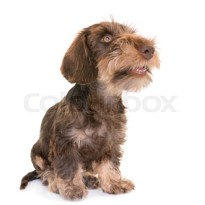 Puppy Wire Haired Dachshund In Front Of Stock Image Colourbox