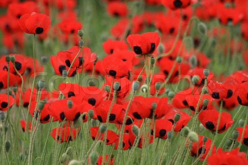 nice red poppy flowers as spring background stock photo colourbox