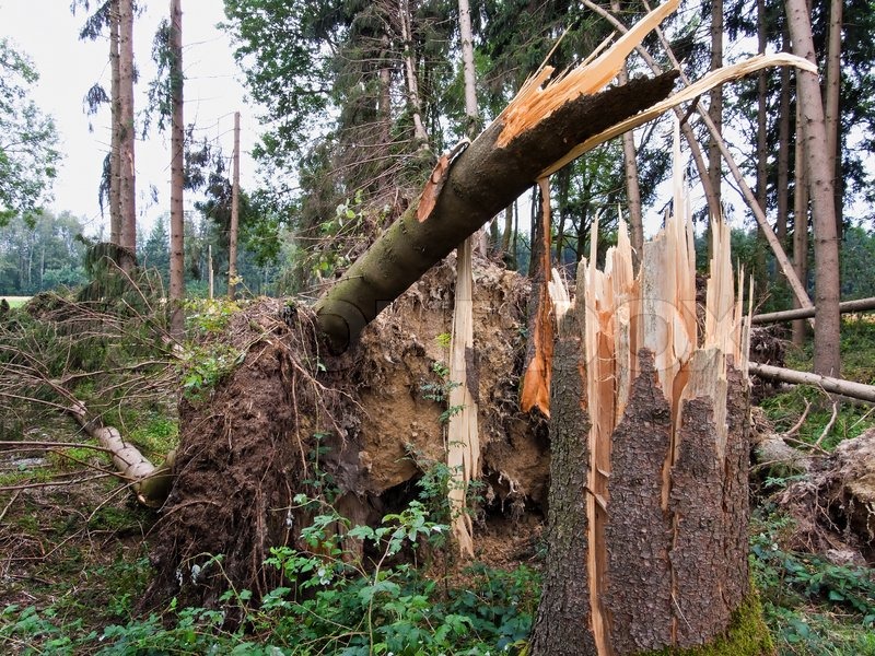 Fallen trees in the forest after a Stock image Colourbox